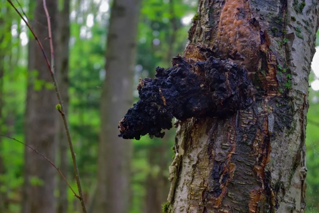 Chaga - tajomstvá sibírskej čagy: Kde rastie tento lesný poklad?