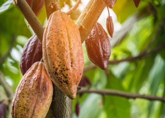 kakaovnik cacao strom 