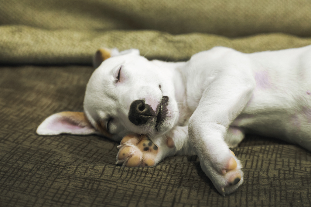 cbd pomáha psíkom s pokojným spánkom